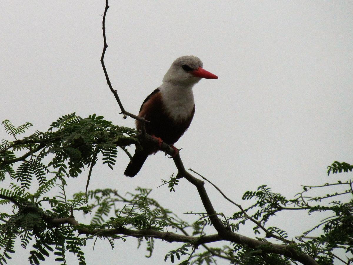 MorroA Caminhada别墅 外观 照片